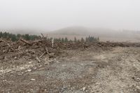 New Zealand Landscape: Tree on a Hill