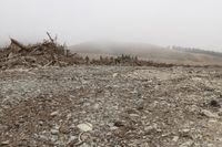 New Zealand Landscape: Tree on a Hill