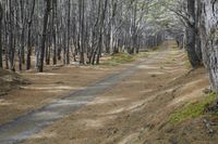 New Zealand Medium Format Photography: Exploring the Forest