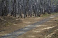 New Zealand Medium Format Photography: Exploring the Forest