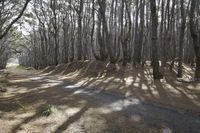 New Zealand Medium Format Photography: Exploring the Forest