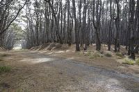 New Zealand Medium Format Photography: Exploring the Forest