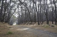 New Zealand Medium Format Photography: Exploring the Forest