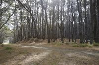 New Zealand Medium Format Photography: Exploring the Forest