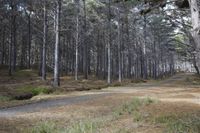 New Zealand Medium Format Photography: Exploring the Forest