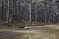 New Zealand Medium Format Photography: Exploring the Forest