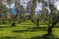 New Zealand's North Island Landscape: A POV Experience