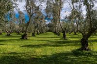 New Zealand's North Island Landscape: A POV Experience