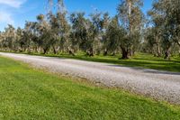 gravel path next to row of olive trees under a bright blue sky at an apple orchard