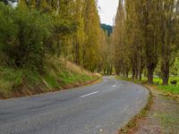 a street lined with lots of trees and bushes next to a field of green grass