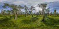 an image of the trees in the field with grass growing in the foreground and on the far side the road is a grassy green field with some bushes in the distance