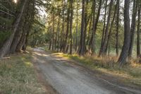 New Zealand road through the forest on a sunny day