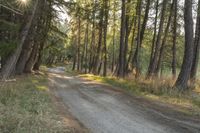 New Zealand road through the forest on a sunny day