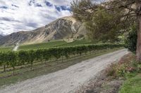 New Zealand Road: Winding Through Low Hills and Mountain Landscapes