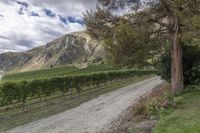 New Zealand Road: Winding Through Low Hills and Mountain Landscapes