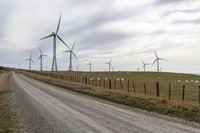 the wind farm is home to hundreds of their farm animals, including cattle and sheep