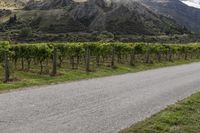 a rural road with green vineyard and mountains in the background is lined with grapevines