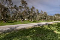 a dirt road in front of many trees and grass areas in an australian country side