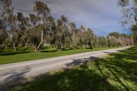 a dirt road in front of many trees and grass areas in an australian country side