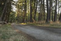 a dirt road in between some trees on either side and the road to the right