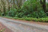 an empty road leads through the woods into a deep wooded area with tall trees and shrubs