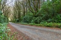 an empty road leads through the woods into a deep wooded area with tall trees and shrubs