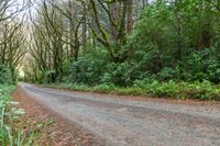 an empty road leads through the woods into a deep wooded area with tall trees and shrubs