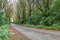 an empty road leads through the woods into a deep wooded area with tall trees and shrubs