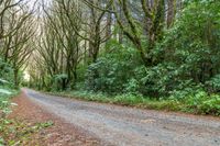 an empty road leads through the woods into a deep wooded area with tall trees and shrubs