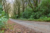 an empty road leads through the woods into a deep wooded area with tall trees and shrubs