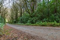 an empty road leads through the woods into a deep wooded area with tall trees and shrubs