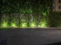 lights illuminate a row of bushes and a path in between the two buildings