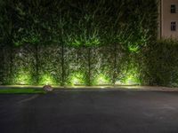 lights illuminate a row of bushes and a path in between the two buildings