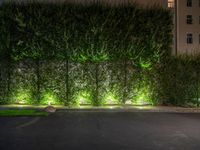 lights illuminate a row of bushes and a path in between the two buildings