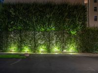 lights illuminate a row of bushes and a path in between the two buildings