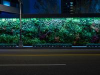 an empty street at night next to a wall full of plants with lights in it