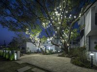 lighted trees line the path leading to an inviting outdoor garden and party tent for guests