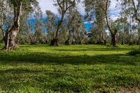 an olive orchard in the middle of green grass and tall trees with blue skies in background