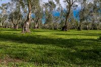 an olive orchard in the middle of green grass and tall trees with blue skies in background