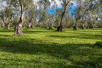 an olive orchard in the middle of green grass and tall trees with blue skies in background