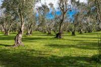 an olive orchard in the middle of green grass and tall trees with blue skies in background