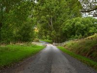 North Island Road: Through Forests and Clouds