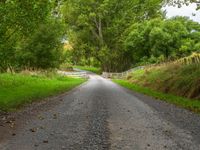 North Island Road: Through Forests and Clouds