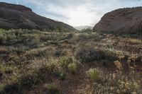 the sun is shining in the desert area of an arid area with tall, green plants and dry grass