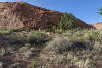 trees on the dirt are growing in front of rocks and boulders in the background,