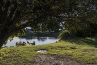 several ducks in a park sitting on a field next to some water and a picnic table