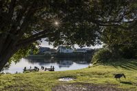 several ducks in a park sitting on a field next to some water and a picnic table