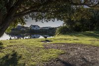 several ducks in a park sitting on a field next to some water and a picnic table