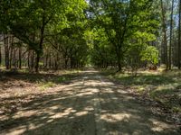 a gravel path runs through a beautiful wooded area with tall trees near the end of it