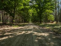 a gravel path runs through a beautiful wooded area with tall trees near the end of it